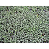 MEZAR - KABİR  SEDUM BİTKİ SETİ - 90 ADET 2 ÇEŞİT KURAKÇIL BİTKİ