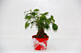 BONSAİ FİCUS GİNSENG - Sevgililer Günü ve Özel Gün Hediyesi