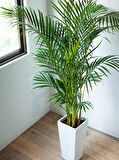 AREKA PALMİYESİ 170-180 cm 2 ADET - HEDİYELİK SALON OFİS BİTKİSİ