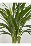 AREKA PALMİYESİ 100-120 cm 2 ADET - HEDİYELİK SALON OFİS BİTKİSİ