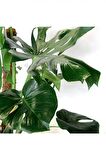MONSTERA YOSUN GÖVDELİ DEVE TABANI 80-100 cm