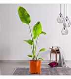STARLİÇE CENNET KUŞU - EV, OFİS , SALON BİTKİSİ
