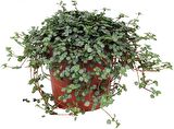 PİLEA GLAUCA 2 ADET - DOSTLUK ÇİÇEĞİ