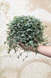 PİLEA GLAUCA 2 ADET - DOSTLUK ÇİÇEĞİ