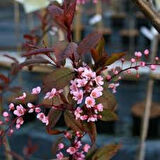Kırmızı Yapraklı Süs Kirazı {prunus Schubert] Fidanı 1-2 Yaş Arası