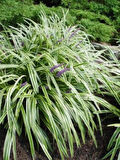 "Kurdele Çiçeği Fidanı - Chlorophytum comosum, Sağlıklı ve Dekoratif"30-40cm arası tüplü