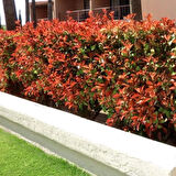 1Adet Alev Ağacı (Photinia fraseri) Fidanı - Gösterişli ve Sağlam Bahçe Çalı Bitkisi 2 yaş
