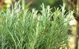 1 Adet Saksılı Biberiye (rosmarinus Officinalis)