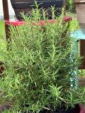 1 Adet Saksılı Biberiye (rosmarinus Officinalis)
