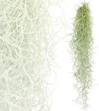 İspanyol Yosunu Tillandsia Usneoides Air Plant Büyük Boy