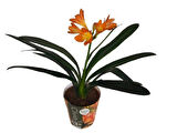 Clivia Miniata (Klivya Çiçeği) Çiçeksiz
