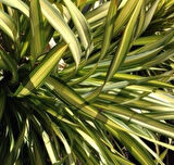 Alacalı [phormium tenax] fidanı 30-40 cm boy  1-2 yaş arası saksılı
