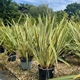 Alacalı [phormium tenax] fidanı 30-40 cm boy  1-2 yaş arası saksılı