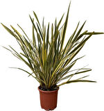 Alacalı [phormium tenax] fidanı 30-40 cm boy  1-2 yaş arası saksılı