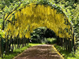Sarı Salkım Fidanı (Laburnum anagyroides) 1-2 yaş