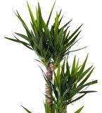 Yuka Bitkisi 3'lü XL 110 120cm Yuka 3'lü Çiçeği Yucca Javel 3 Gövdeli Ev Ofis Bitkisi