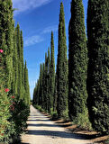 10 Adet Kara Selvi (Cupressus sempervirens) 1-2 yaş arası tüplü