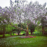 15-20 cm Çin Kavağı Fidanı (Paulownia ) - Bahçenize Hızlı Gölge Sağlayan Ağaç saksılı