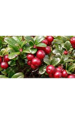 10 Adet Tohum Yaban Mersini Tohumu Cranberry Turna Yemişi Tohumu