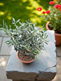 BitkiTÜRK-9 Yaşında zeytin veren Bonsai 