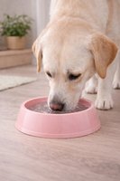 Büyük Yuvarlak Kedi Köpek Mama ve Su Kabı | Dayanıklı Plastik
