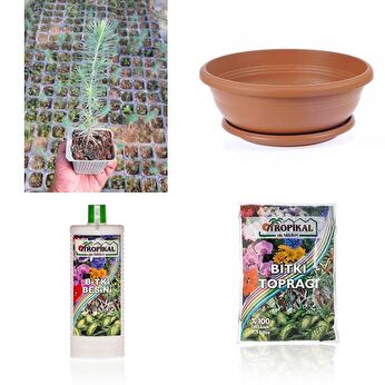 Bonsai Modelleri ve Fiyatları – Pazarama