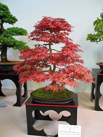 Bonsai Modelleri ve Fiyatları – Pazarama