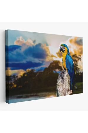 Papağan Dekoratif Kanvas Tablo 1123