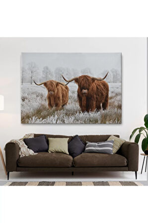 İskoçya Sığırları Dekoratif Kanvas Tablo 1150