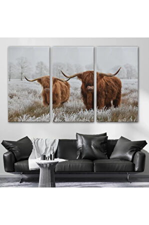 İskoçya Sığırları Dekoratif Kanvas Tablo 1150