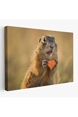 Şaşkın Sincap Dekoratif Kanvas Tablo 1158