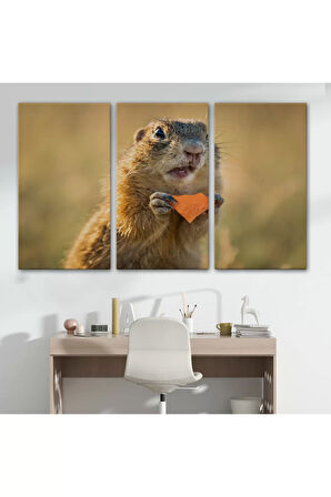 Şaşkın Sincap Dekoratif Kanvas Tablo 1158