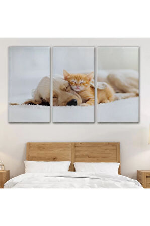 Golden Köpek İle Uyuyan Yavru Kedi Dekoratif Kanvas Tablo 1176