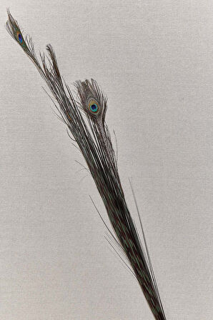 Peacock 136 cm