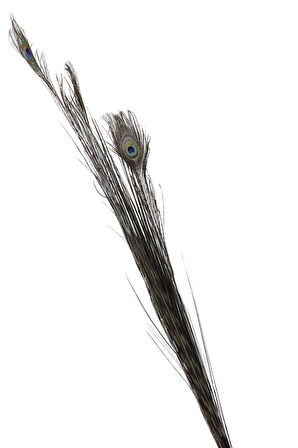 Peacock 136 cm