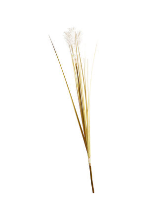Bulrush 119 cm Krem