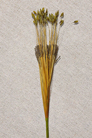 Grass 75 cm Yeşil