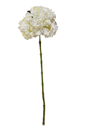 Ortanca 60 cm Beyaz