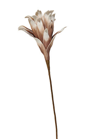 Yıldız Çiçeği 90 cm Kahverengi
