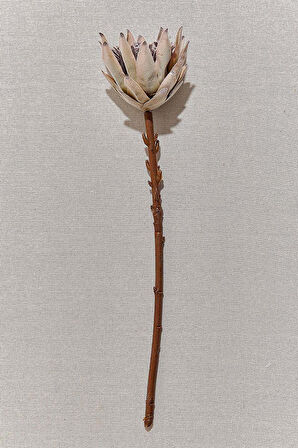Protea 50 cm Yeşil