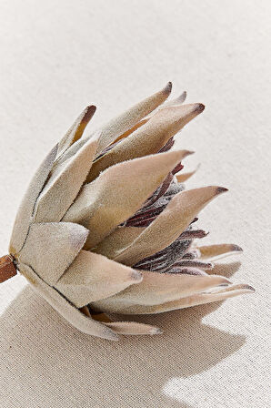 Protea 50 cm Yeşil