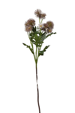 Karahindiba 56 cm Mor