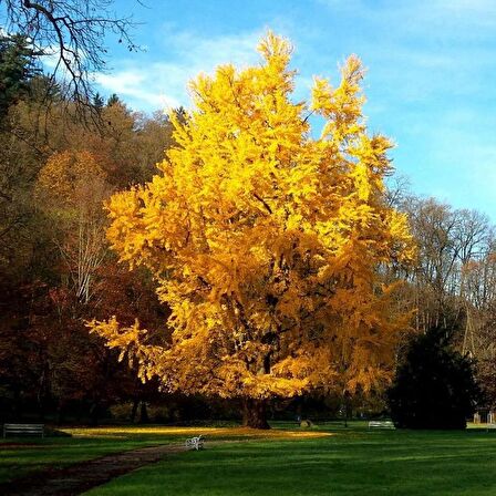 2 Adet Mabet Ağacı [ginkgo Biloba] Fidanı 15-20 cm Boy Yetiştirmek İçin İdeal