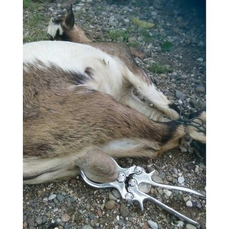 Küçükbaş Burdizo Pensi 23 cm Ekonomik