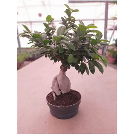 Ficus Bonsai Ağacı Medium (Ficus Microcarpa Ginseng) 10-20 cm