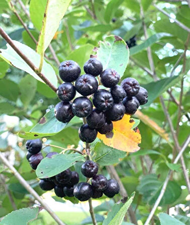 Viking Aronya (Aronia melanocarpa) Fidanı - 2 Yaş, Kolay Bakımlı ve Verimli