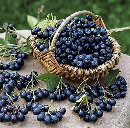 Viking Aronya (Aronia melanocarpa) Fidanı - 2 Yaş, Kolay Bakımlı ve Verimli