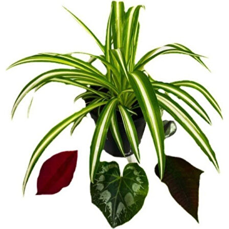 Chlorophytum Comosum Kurdele Çiçeği 10-20 cm