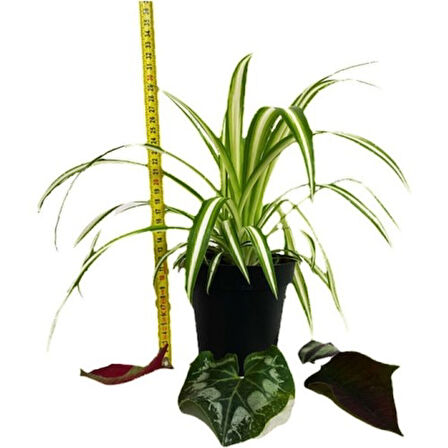 Chlorophytum Comosum Kurdele Çiçeği 10-20 cm