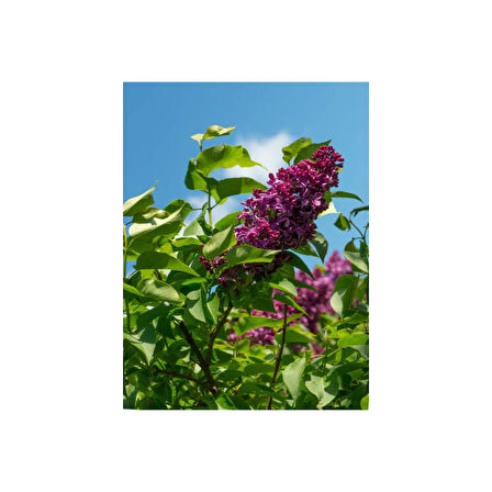 Bahar Çiçeği Leylak Fidanı (Syringa Chinensis) 40-50 cm 